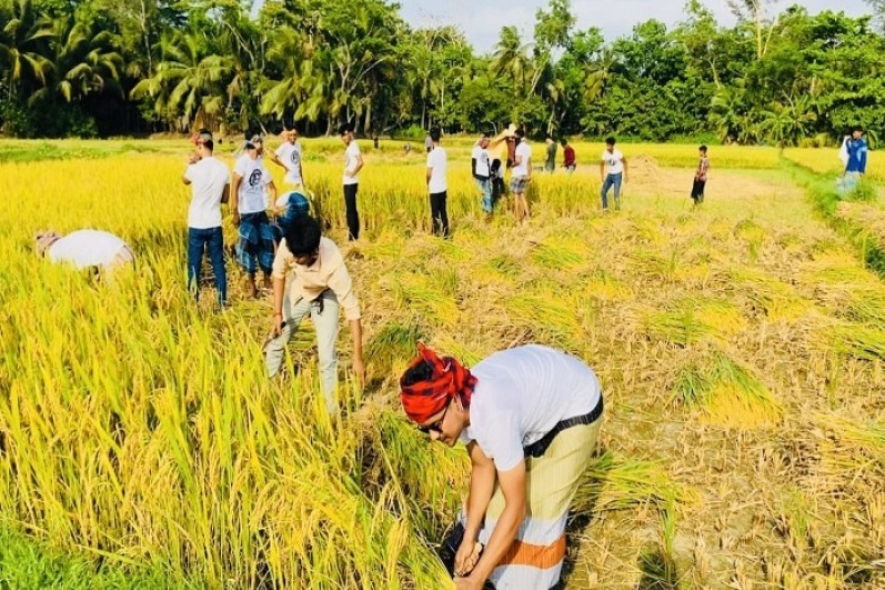 নোয়াখালীতে ছাত্রলীগ কর্মীরা  কৃষকের ধান কেটে ও মাড়াই করে ঘরে তুলে দিয়েছেন