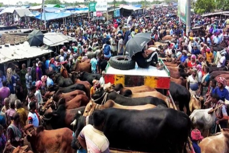 রাজধানীর যেসব জায়গায় বসছে পশুর হাট