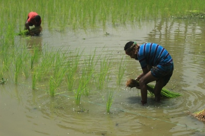 পিরোজপুরে চলছে আমনের চারা রোপণ