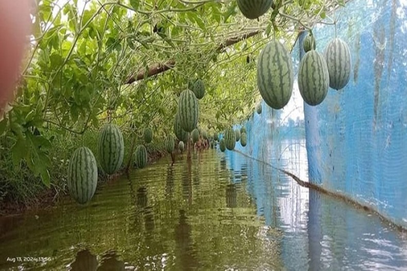 গোপালগঞ্জ সদর উপজেলায় অসময়ের তরমুজের আবাদ বৃদ্ধি পাচ্ছে