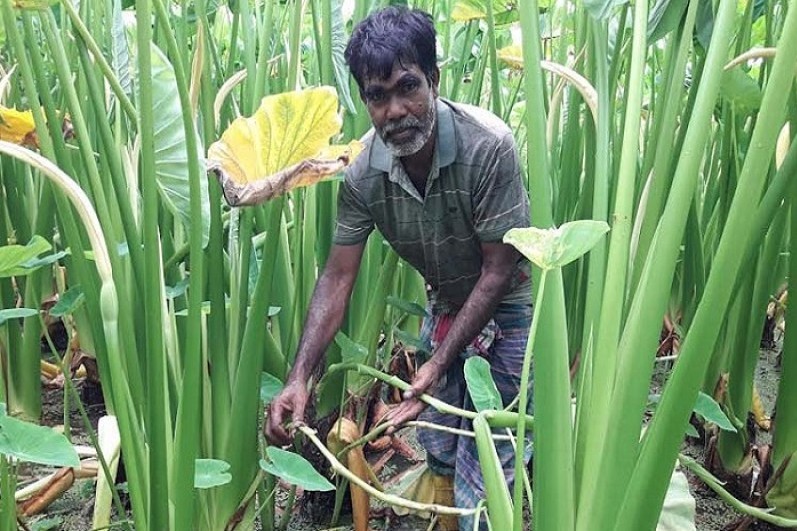 মেহেরপুরে কন্দাল জাতের লতিকচুর চাষ বাড়ছে