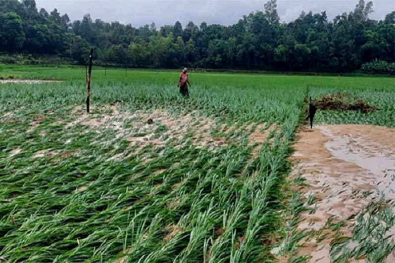 বরগুনায় বৃষ্টিতে ক্ষতিগ্রস্ত চাষীদের সরকারি সহায়তা প্রদান করা হবে