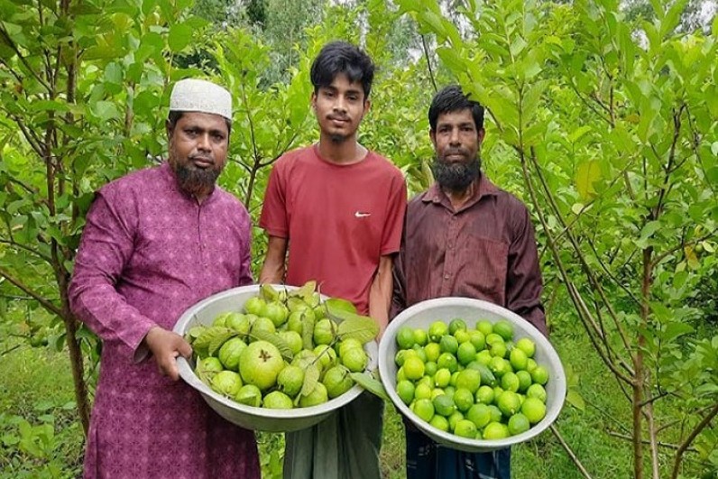 পেয়ারার সঙ্গে লেবু চাষে সফলতা অর্জন