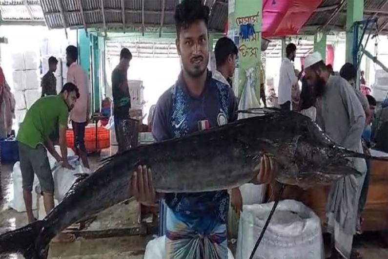 জেলের জালে ধরা পড়লো বিশালাকৃতির দুই জোড়া পাখি মাছ