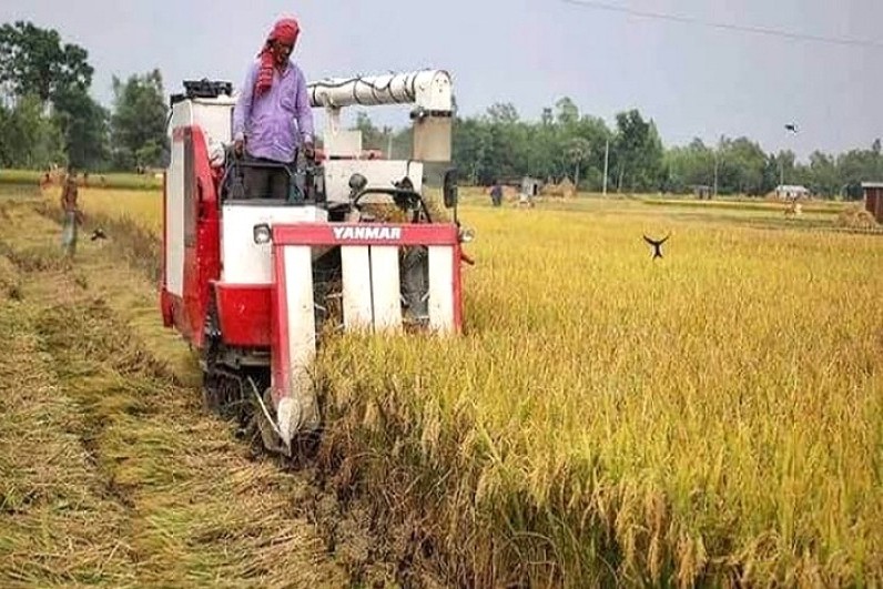 আগাম জাতের আমন ধান কাটা মাড়াই শুরু