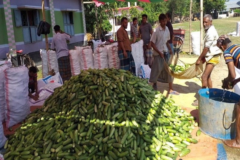 ফসল তোলার পর ক্ষতি খাদ্য নিরাপত্তার জন্য বড় হুমকি : কৃষিবিদগণ