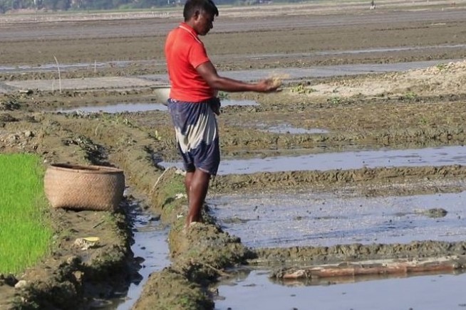 কিশোরগঞ্জে ৪০ হাজার কৃষক পাচ্ছেন বোরো বীজ