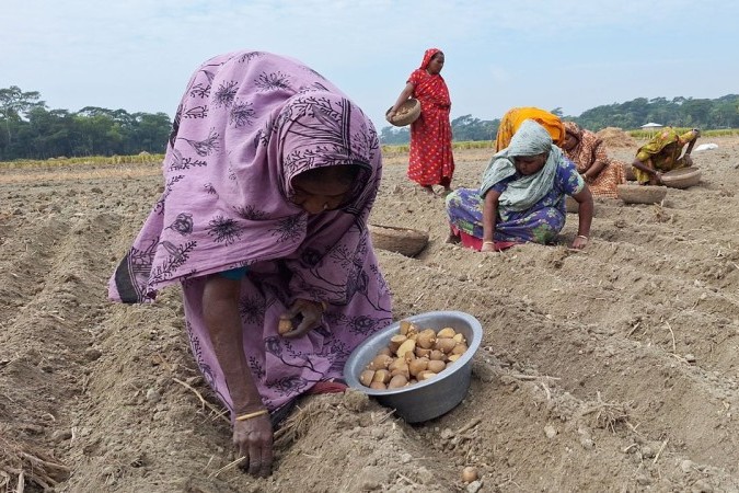 বরগুনায় আলু চাষীরা ব্যস্ত সময় পার করছেন