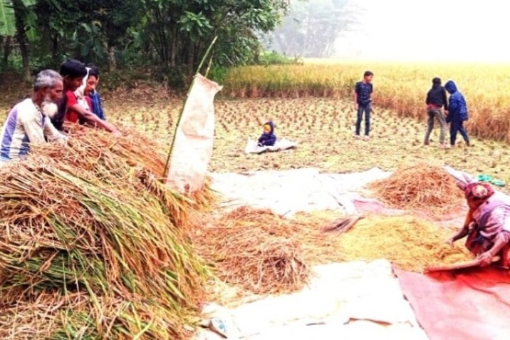 ভোলায় প্রাকৃতিক দুর্যোগ কাটিয়ে আমনের ভালো ফলন