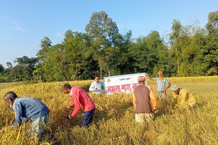 সুনামগঞ্জে আমন ধানের বাম্পার ফলনে বোরো চাষে আগ্রহ বেড়েছে কৃষকের