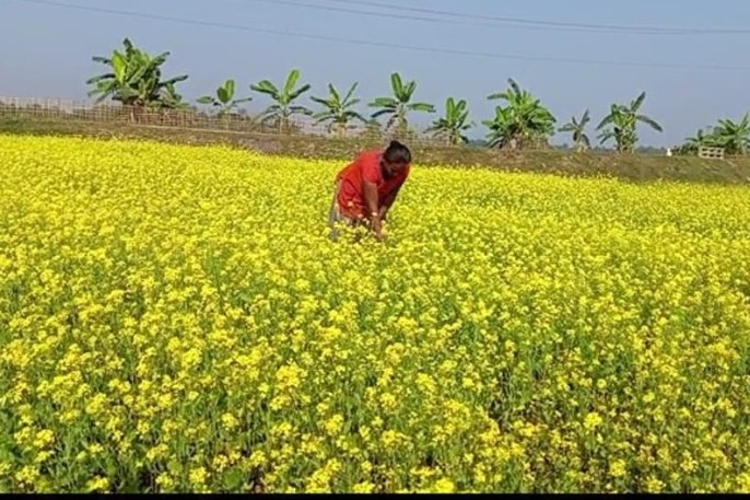 খাগড়াছড়িতে সরিষা চাষে আগ্রহ বাড়ছে কৃষকদের