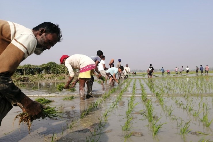 সুনামগঞ্জে ২ লাখ ২৩ হাজার ৪১০ হেক্টর জমিতে বোরো আবাদের লক্ষ্যমাত্রা নির্ধারণ