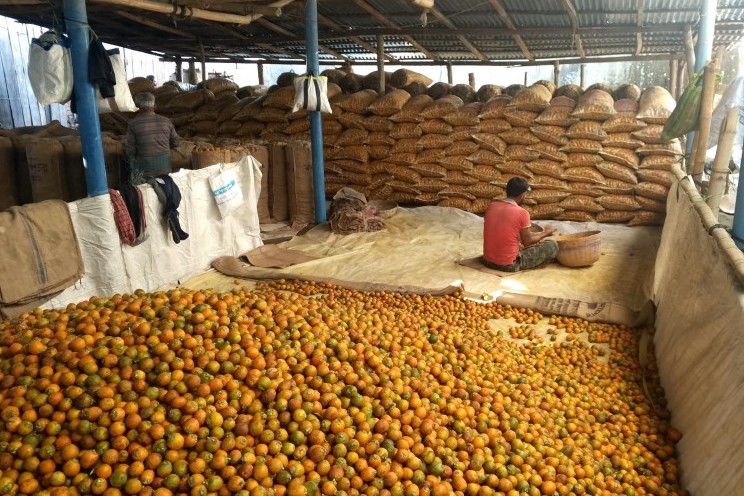 কচুয়ায় পানির নিচে সুপারির ব্যবসা