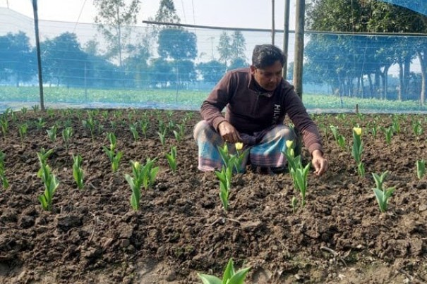 দিনাজপুরে প্রথম বারের মত চাষ হচ্ছে টিউলিপ ফুল ফোটার অপেক্ষায় এলাকাবাসী