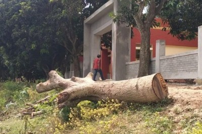 আওয়ামী লীগ নেতার বিরুদ্ধে বিদ্যালয়ের গাছ কাটার অভিযোগ