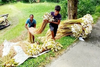 কালীগঞ্জে বিলের শাপলা বিক্রির আয়ে চলে সংসার