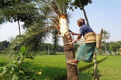 খেজুর গাছ প্রস্তুত করা হচ্ছে