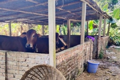 কালীগঞ্জে গরু চুরির হিড়িক-আতঙ্কে গরুর মালিক