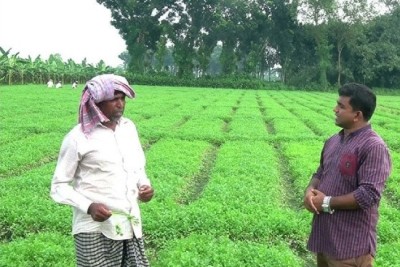 ধনেপাতা চাষ করে কৃষকদের মুখে হাসি