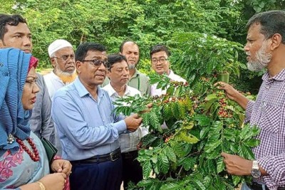 বাংলাদেশে কফির উন্নত দুটি জাত উদ্ভাবিত