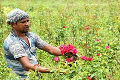 গদখালিতে ফুল বিক্রির লক্ষ্যমাত্রা ১০০ কোটি টাকা