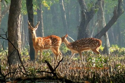 ঘুরে আসুন রহস্যময় নিঝুম দ্বীপ