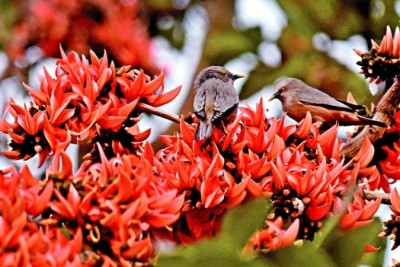 ফাল্গুনের ভোরে পলাশ ফোঁটেনি