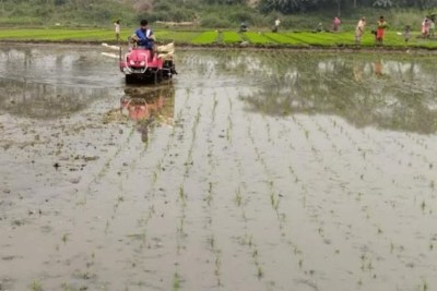 কুমিল্লার মাছের পর বাড়ছে ধান চাষ