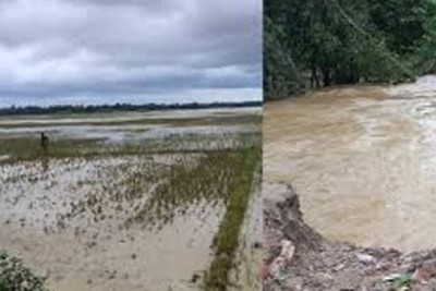 ফেনীতে বন্যায় কৃষিখাতে ক্ষতি ৯১৪ কোটি টাকা