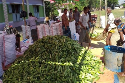 জয়পুরহাটে শশা চাষ করে লাভবান হচ্ছেন প্রান্তিক চাষীরা