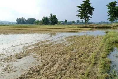 রাঙ্গামাটিতে বন্যায় কৃষিখাতে ব্যাপক ক্ষতি হয়েছে