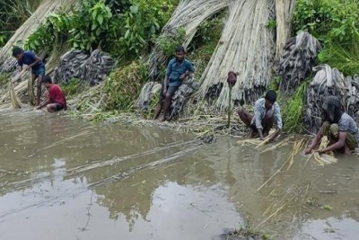 কুড়িগ্রামে বন্যা-খড়ায় পাটের আবাদে ক্ষতি