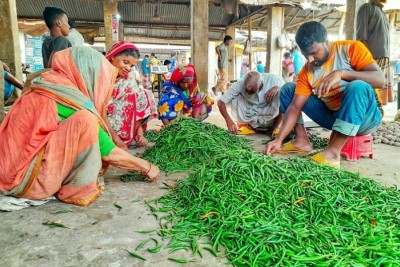 লালমনিরহাটে কাঁচা মরিচের দাম কমতে শুরু করেছে