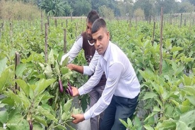 গোপালগঞ্জে মালচিং পদ্ধতিতে চাষ : বেগুনের  বাম্পার ফলন