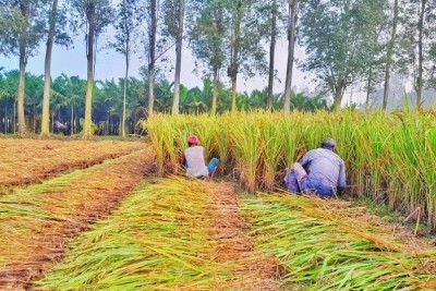 লালমনিরহাটে আগাম জাতের আমন ধান উৎসব