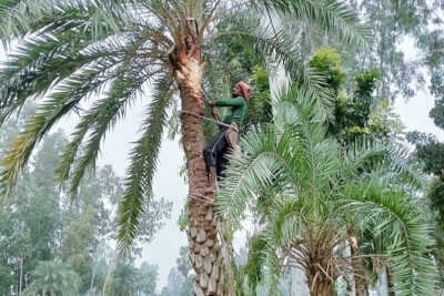 সিরাজগঞ্জে খেজুর রস সংগ্রহের জন্য গাছ প্রস্তুতে ব্যস্ত গাছিরা