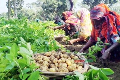 দিনাজপুরে আগাম জাতের আলুর বাম্পার ফলন