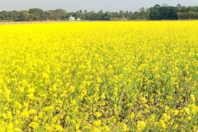 ঝিনাইদহে মাঠের পর মাঠ দুলছে সরিষার ডগা