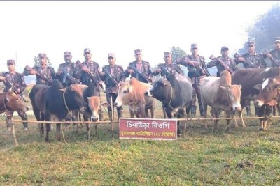 সুনামগঞ্জে ১৬টি গরুসহ ভারতীয় মালামাল জব্দ করেছে বিজিবি