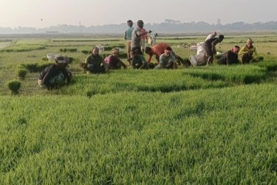 বোরো আবাদে ব্যস্ত হাওরাঞ্চলের কৃষকরা