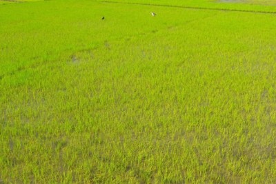 রংপুরে ঘন কুয়াশায় নষ্ট হচ্ছে বোরো বীজতলা