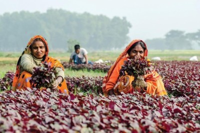 কৃষিতে নারীশ্রম ফসলে চওড়া হাসি