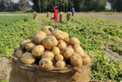 লালমনিরহাটে রেকর্ড সংখ্যক আগাম জাতের আলু চাষ