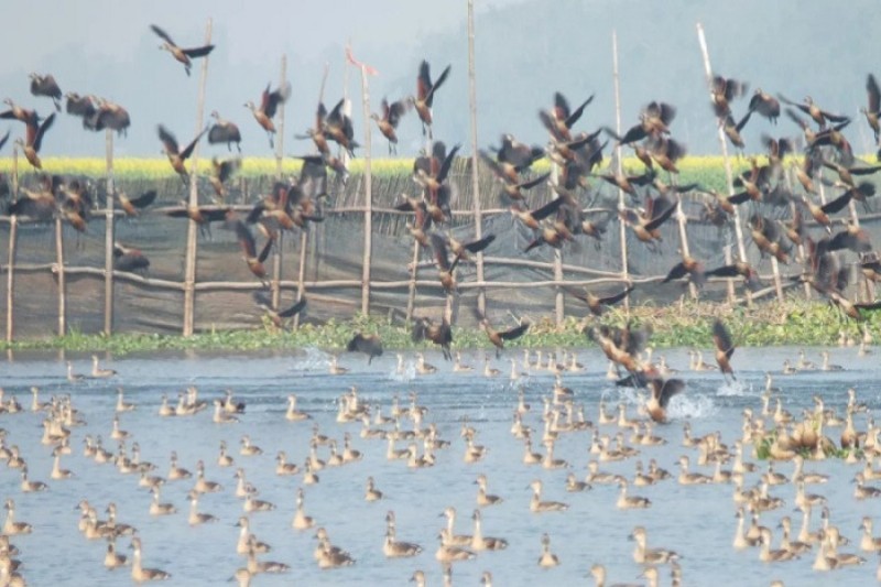 অতিথি পাখির আগমনে শোভা বেড়েছে বাফলা বিলের