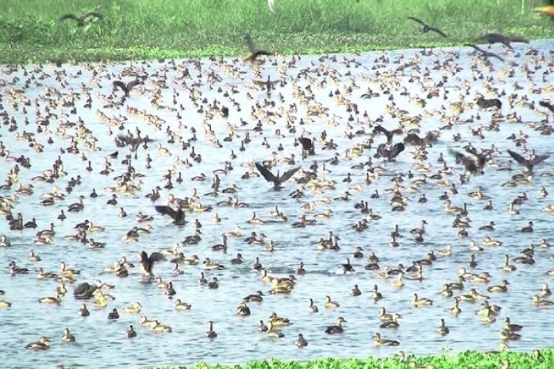 শরীয়তপুরের তুলসার বাওরসহ বিভিন্ন জলাশয় পরিযায়ী পাখিদের কলকাকলীতে মুখরিত 