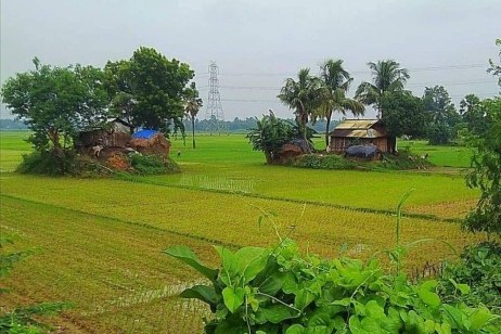 এই ঘরগুলো নতুন তোলা হয়েছে ক্ষেতি জমির উপরে। ঘর উঠছে, ফসলি জমি ক্রমশ কমে আসছে। জানি না ভবিষ্যৎ বাংলাদেশ কি হবে...