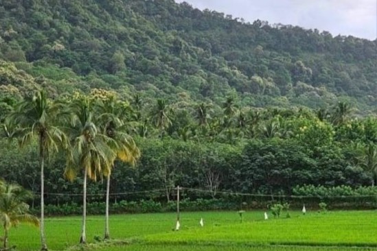 সবুজ পাহাড়ে ঘেরা বাংলাদেশ। সেই পাহাড়ের পাদদেশে চলছে চাষাবাদ... 