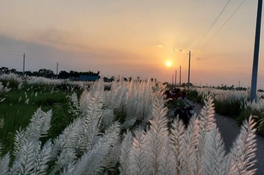 শরতের স্নিগ্ধ বিকেলে বাতাসে নীল আকাশে মেঘের ভেলা। ধুধু বালুচরে যেনো অনাবিল কাশফুলের বিছানা। এযেন প্রকৃতির এক অপরূপ লীলাভূমি। ঢাকার  অদূরে কালীগঞ্জের শীতলক্ষ্যার অববাহিকায় এমন মনোহর দৃশ্য প্রকৃতিপ্রেমীদের নজড় কাড়ছে। 