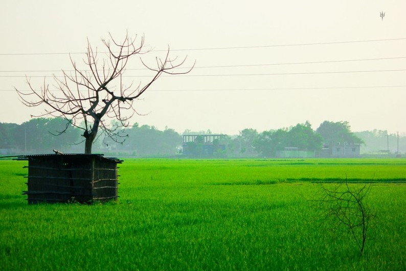 সবুজ নগর সবুজ দেশ, সবুজের এই আমার সোনার বাংলাদেশ