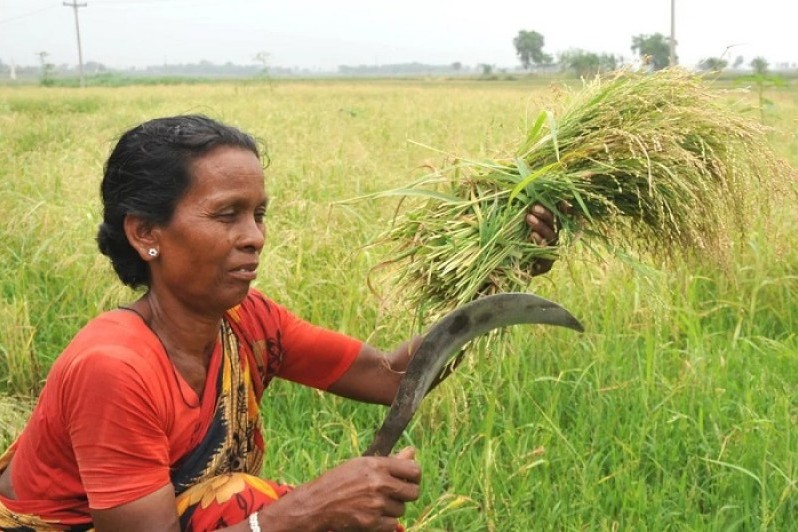 রাজশাহীতে চিনা ফসলের ভালো ফলন 